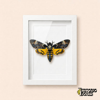 Sphinx tête de mort (Acherontia atropos) aux ailes antérieures sombres et aux ailes postérieures jaunes dans un cadre vitrine blanc, vue de face