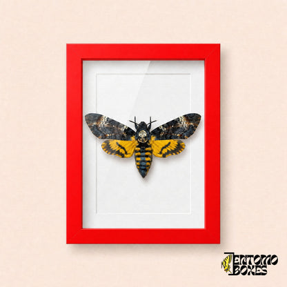 Sphinx tête de mort (Acherontia atropos) dans un cadre vitrine rouge, vue de face