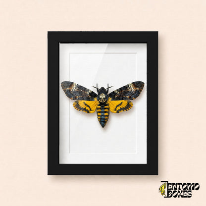 Sphinx tête de mort (Acherontia atropos) au motif de crâne et aux ailes postérieures jaunes dans un cadre vitrine noir, vue de face