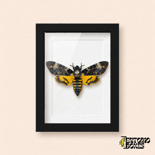 Sphinx tête de mort (Acherontia atropos) au motif de crâne et aux ailes postérieures jaunes dans un cadre vitrine noir, vue de face
