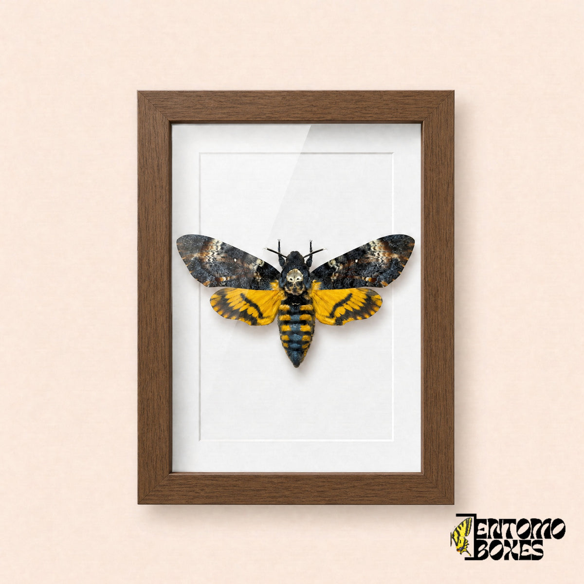 Sphinx tête de mort (Acherontia atropos) dans un cadre vitrine bois foncé, vue de face