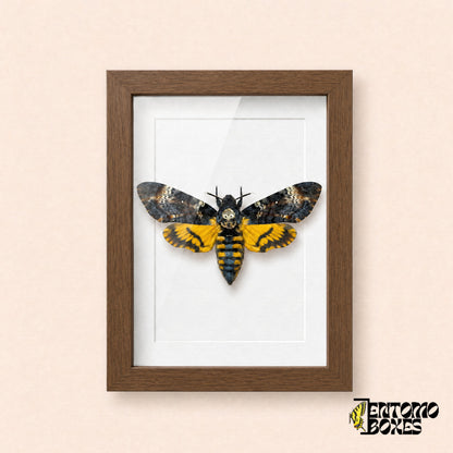 Sphinx tête de mort (Acherontia atropos) dans un cadre vitrine bois foncé, vue de face