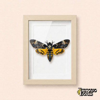 Sphinx tête de mort (Acherontia atropos) dans un cadre vitrine bois clair, vue de face