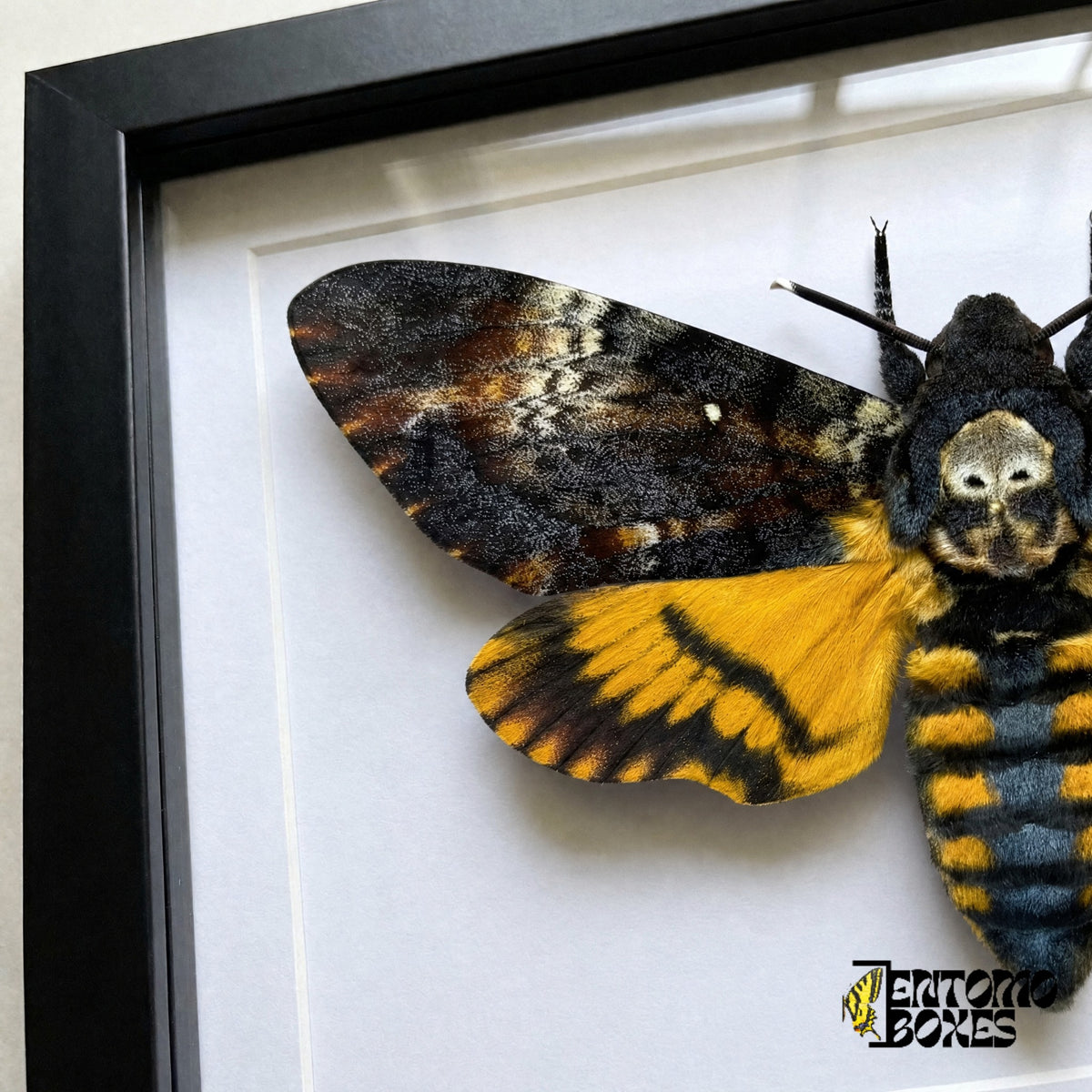 Gros plan du motif de crâne sur le thorax, de l'aile antérieure marbrée et de l'aile postérieure jaune d'Acherontia atropos derrière le plexiglas dans un cadre noir