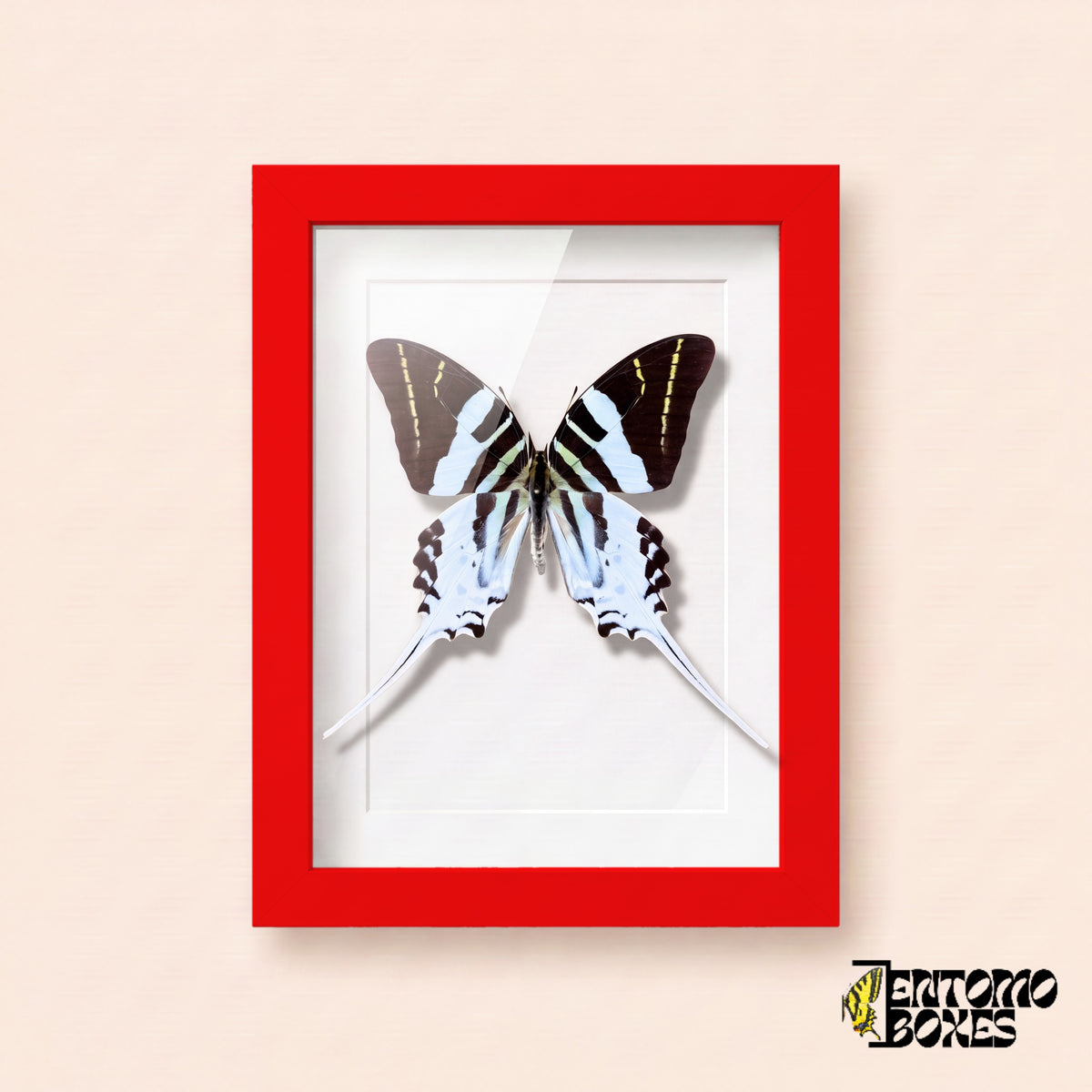 Porte-épée géant (Graphium androcles) dans un cadre vitrine rouge, vue de face