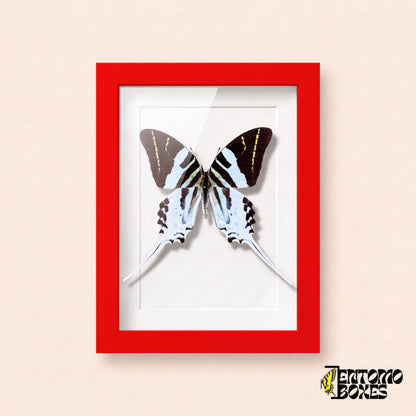 Porte-épée géant (Graphium androcles) dans un cadre vitrine rouge, vue de face
