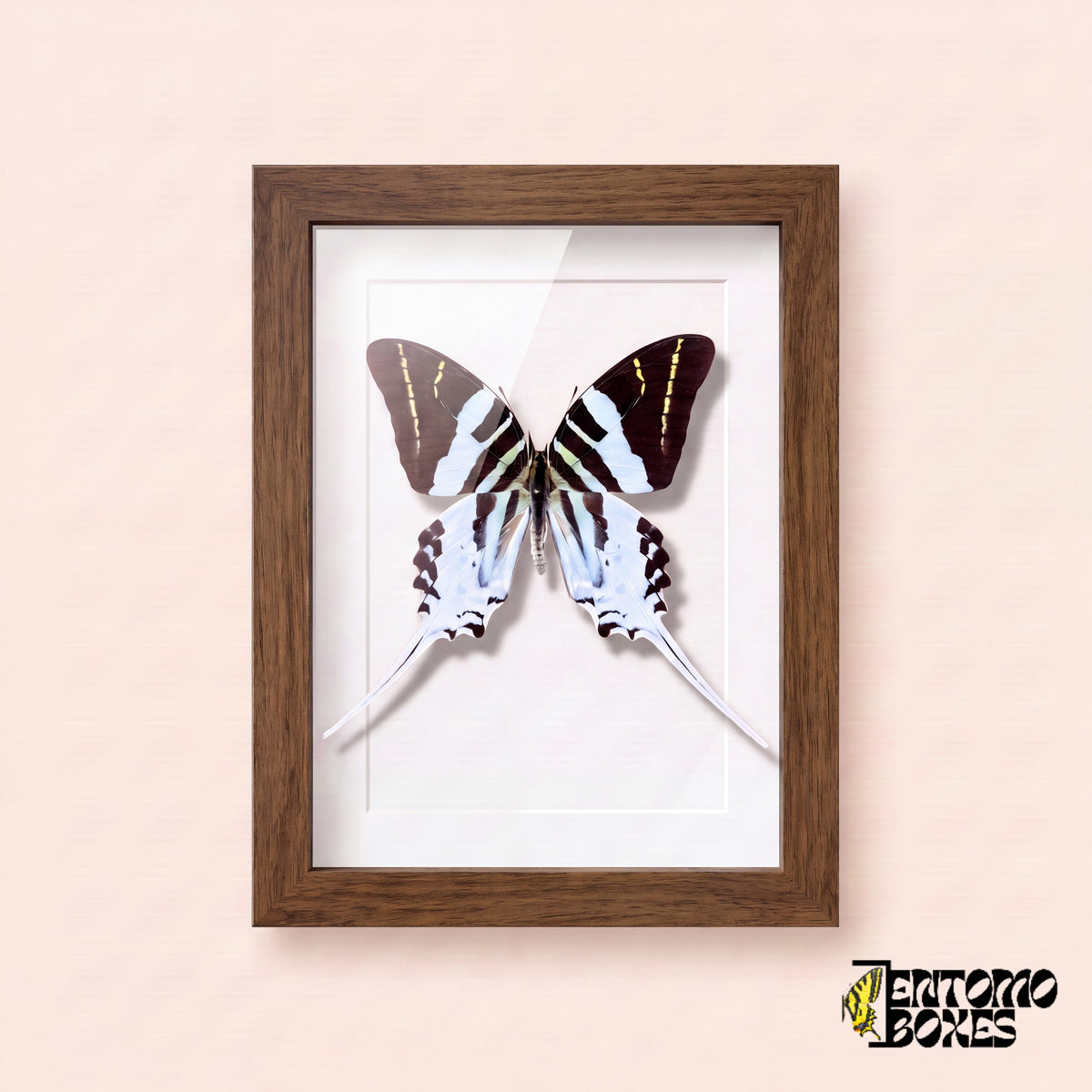 Porte-épée géant (Graphium androcles) dans un cadre vitrine bois foncé, vue de face