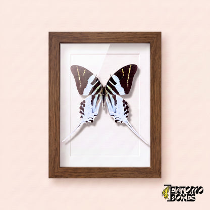 Porte-épée géant (Graphium androcles) dans un cadre vitrine bois foncé, vue de face