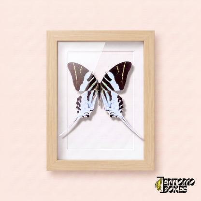 Porte-épée géant (Graphium androcles) dans un cadre vitrine bois clair, vue de face