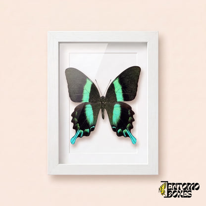 Porte-queue (Papilio blumei) aux bandes vert émeraude dans un cadre vitrine blanc, vue de face