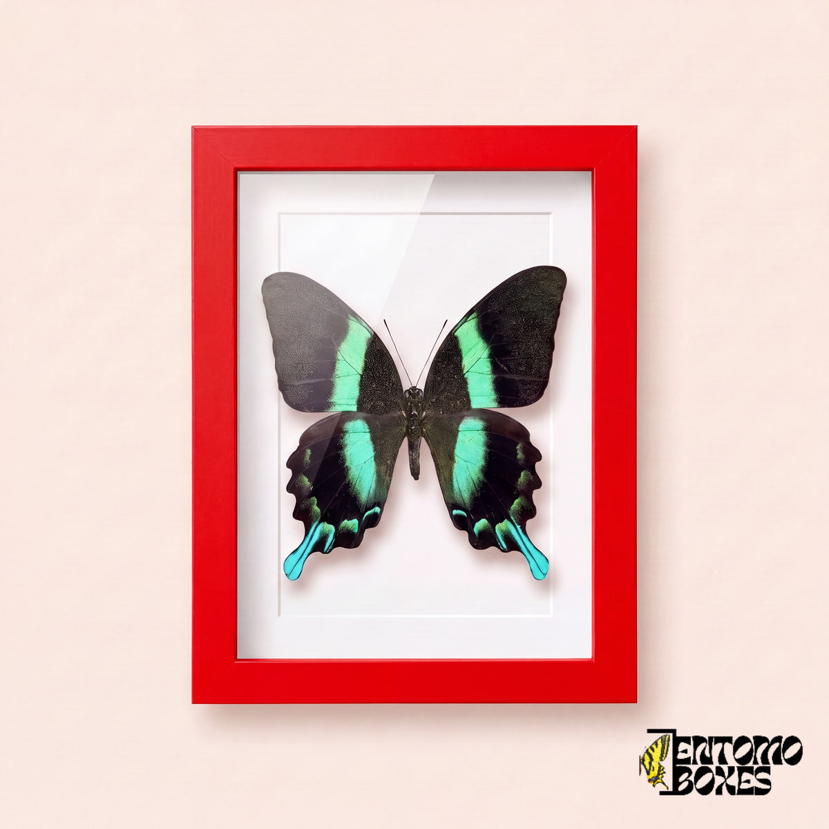 Porte-queue (Papilio blumei) dans un cadre vitrine rouge, vue de face
