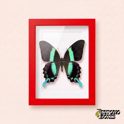 Porte-queue (Papilio blumei) dans un cadre vitrine rouge, vue de face