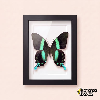 Porte-queue (Papilio blumei) dans un cadre vitrine noir, vue de face