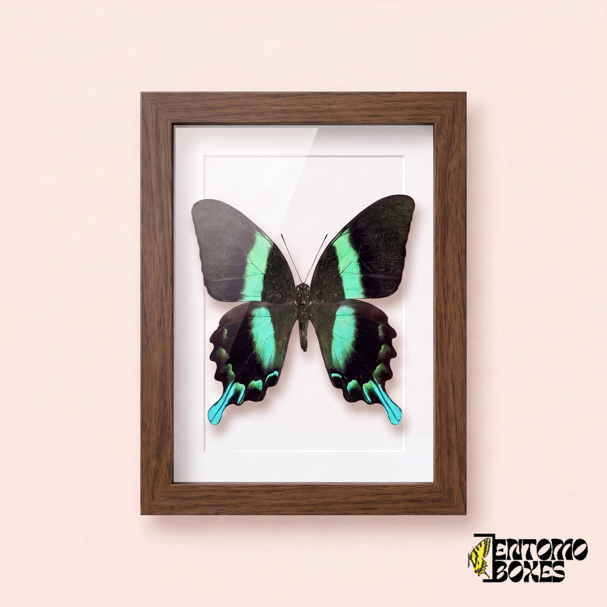 Porte-queue (Papilio blumei) dans un cadre vitrine bois foncé, vue de face