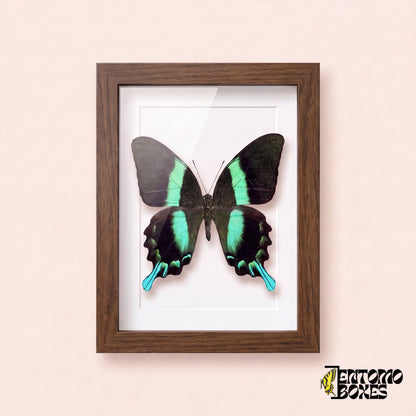 Porte-queue (Papilio blumei) dans un cadre vitrine bois foncé, vue de face