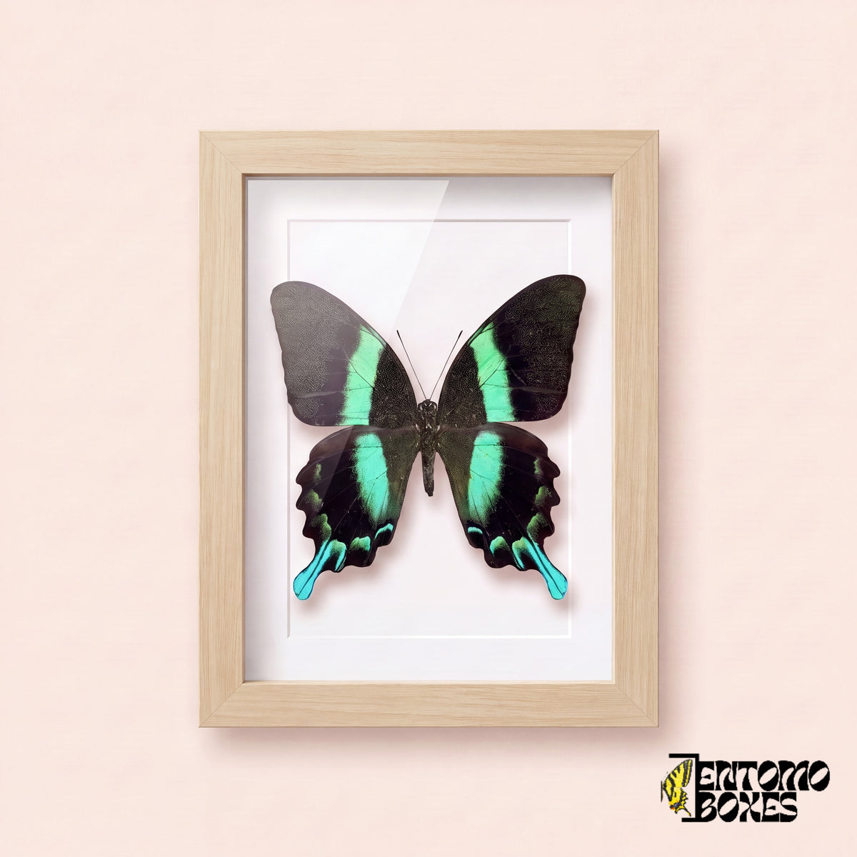 Porte-queue (Papilio blumei) dans un cadre vitrine bois clair, vue de face
