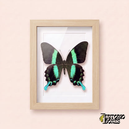 Porte-queue (Papilio blumei) dans un cadre vitrine bois clair, vue de face