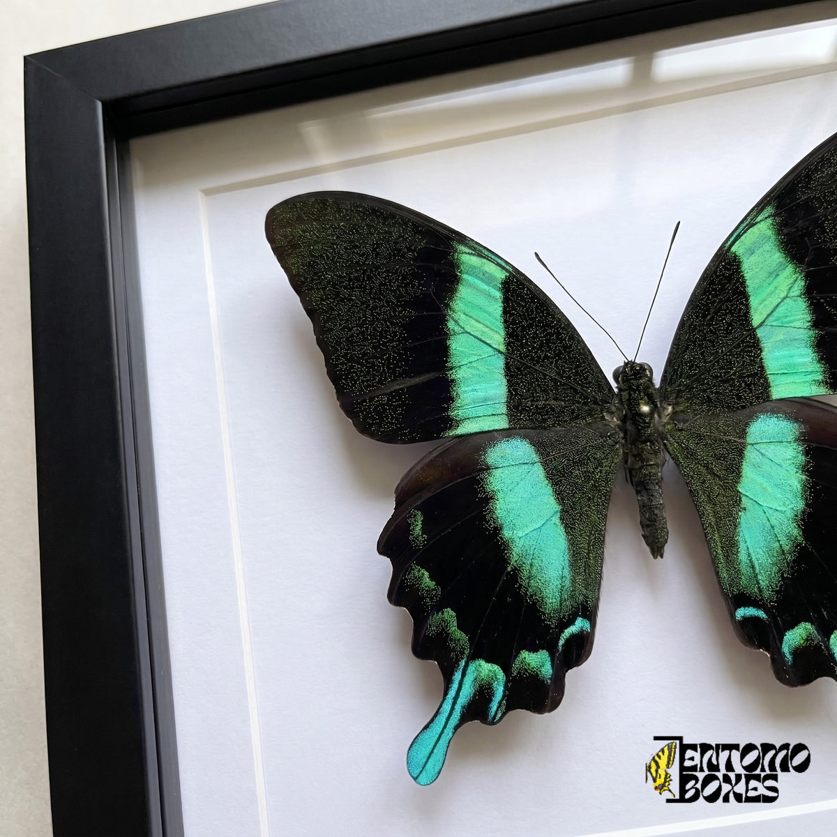 Gros plan sur les ailes noires mouchetées de vert et la queue turquoise de Papilio blumei derrière le plexiglas dans un cadre noir