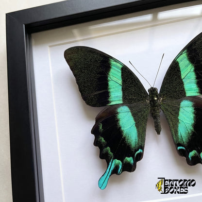 Gros plan sur les ailes noires mouchetées de vert et la queue turquoise de Papilio blumei derrière le plexiglas dans un cadre noir