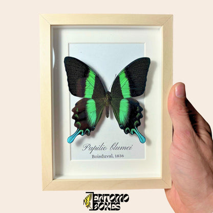 Véritable porte-queue (Papilio blumei) dans un cadre vitrine bois clair tenu en main, avec le nom de l'espèce imprimé sur le fond