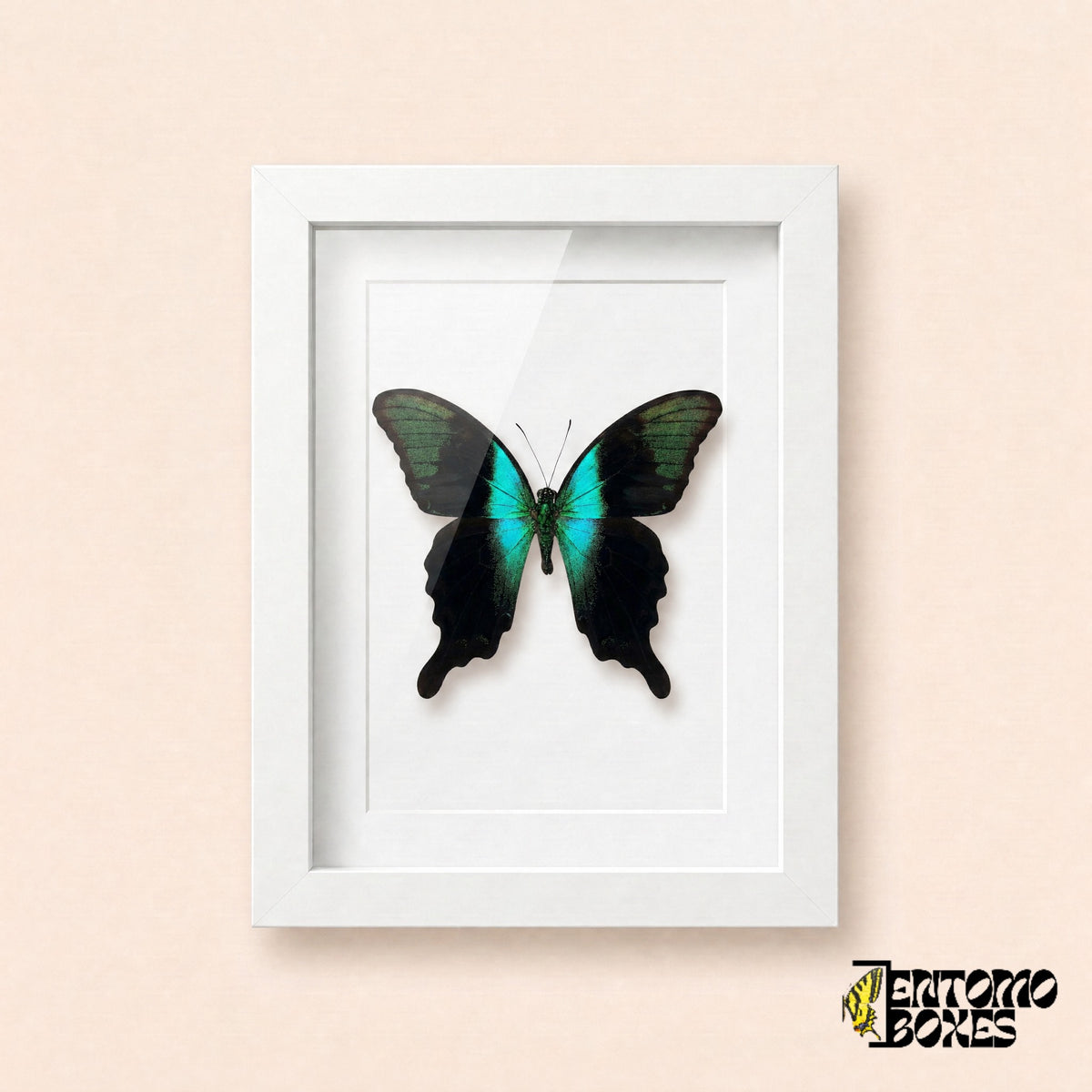 Porte-queue Peranthus (Papilio peranthus) aux ailes noires et à la bande turquoise dans un cadre vitrine blanc, vue de face