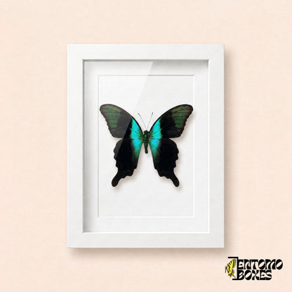 Porte-queue Peranthus (Papilio peranthus) aux ailes noires et à la bande turquoise dans un cadre vitrine blanc, vue de face