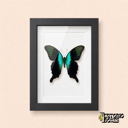 Porte-queue Peranthus (Papilio peranthus) à la bande turquoise irisée dans un cadre vitrine noir, vue de face