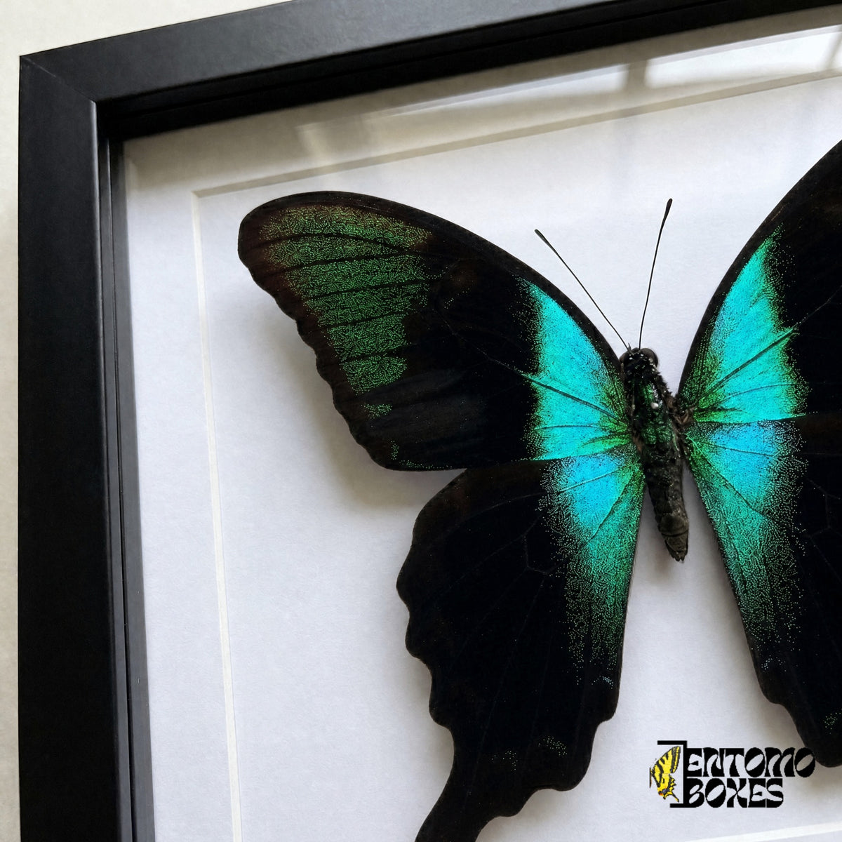 Gros plan de l'aile noire aux écailles vertes scintillantes et à la bande turquoise de Papilio peranthus derrière le plexiglas dans un cadre noir