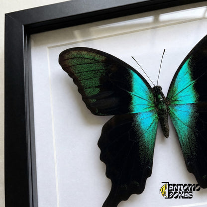 Gros plan de l'aile noire aux écailles vertes scintillantes et à la bande turquoise de Papilio peranthus derrière le plexiglas dans un cadre noir