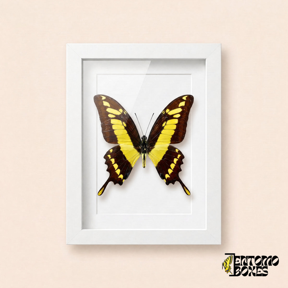 Porte-queue Thoas (Papilio thoas) aux ailes brun foncé et aux bandes jaune vif dans un cadre vitrine blanc, vue de face