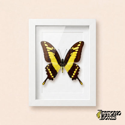Porte-queue Thoas (Papilio thoas) aux ailes brun foncé et aux bandes jaune vif dans un cadre vitrine blanc, vue de face