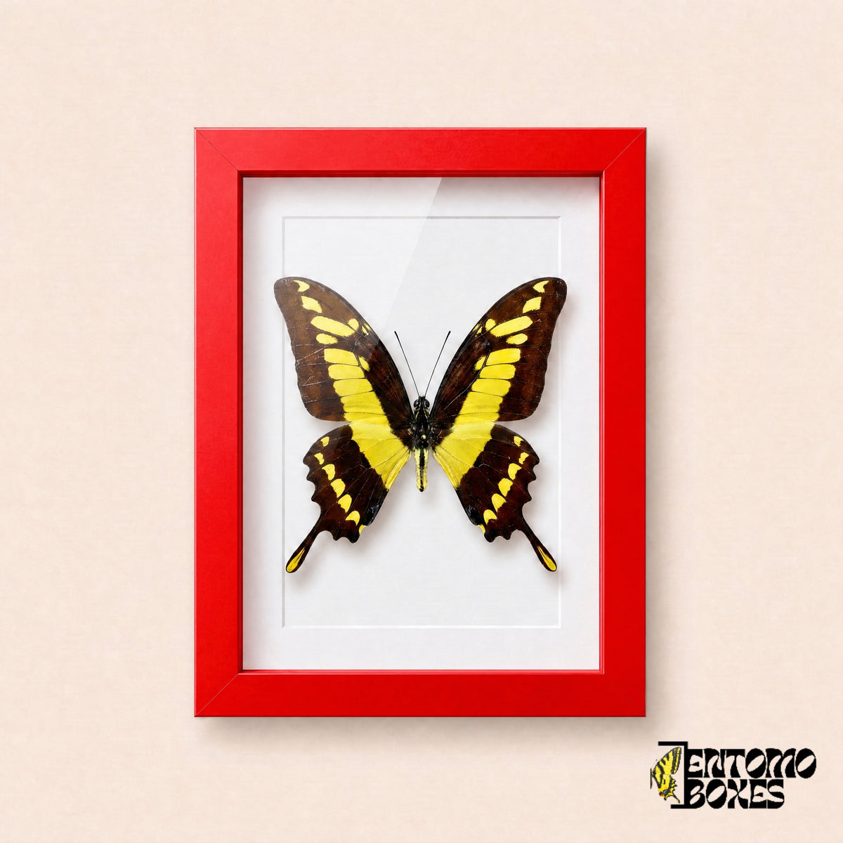 Porte-queue Thoas (Papilio thoas) dans un cadre vitrine rouge, vue de face