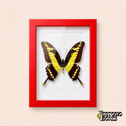 Porte-queue Thoas (Papilio thoas) dans un cadre vitrine rouge, vue de face