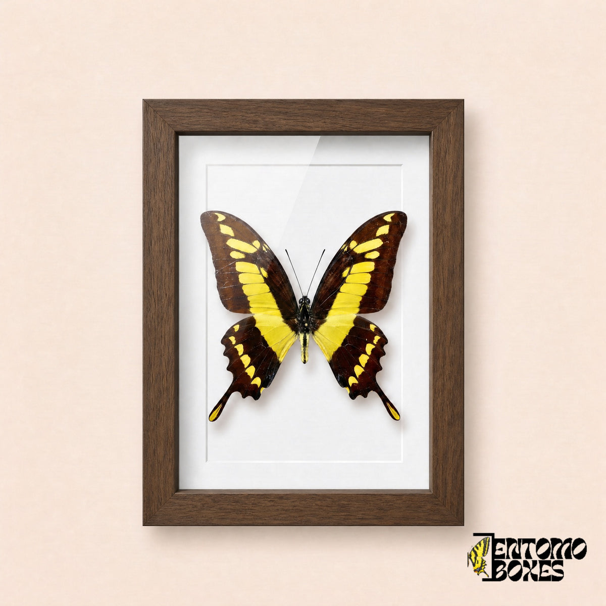 Porte-queue Thoas (Papilio thoas) dans un cadre vitrine bois foncé, vue de face