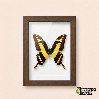 Porte-queue Thoas (Papilio thoas) dans un cadre vitrine bois foncé, vue de face