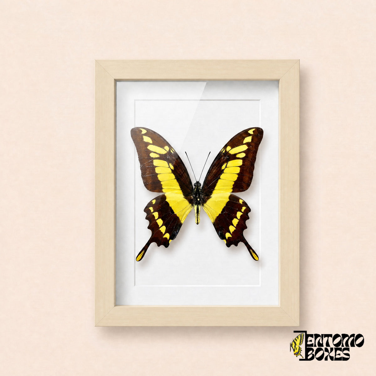 Porte-queue Thoas (Papilio thoas) dans un cadre vitrine bois clair, vue de face