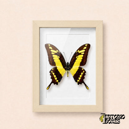 Porte-queue Thoas (Papilio thoas) dans un cadre vitrine bois clair, vue de face