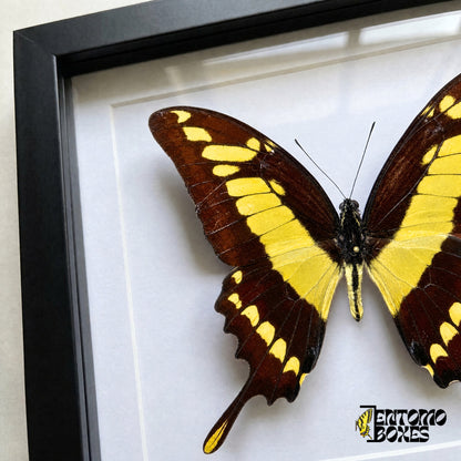 Gros plan de l'aile brun foncé à bandes jaunes et à la queue à pointe jaune de Papilio thoas derrière le plexiglas dans un cadre noir