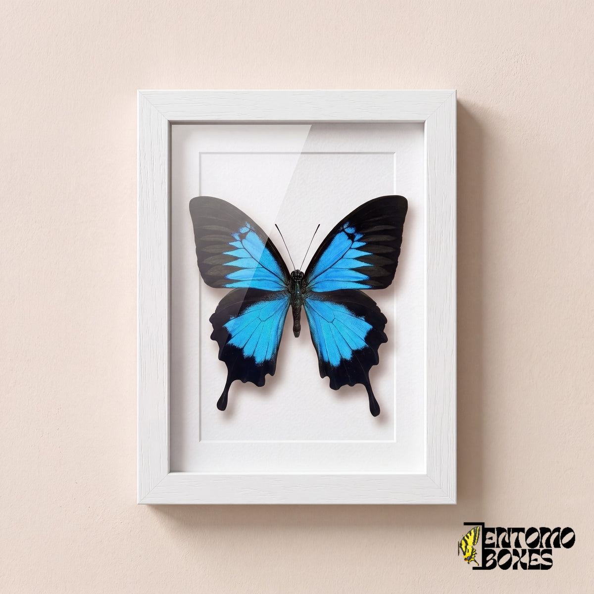 Papillon Ulysse (Papilio ulysses) aux ailes bleu électrique dans un cadre vitrine blanc, vue de face