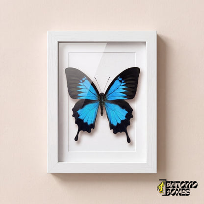 Papillon Ulysse (Papilio ulysses) aux ailes bleu électrique dans un cadre vitrine blanc, vue de face