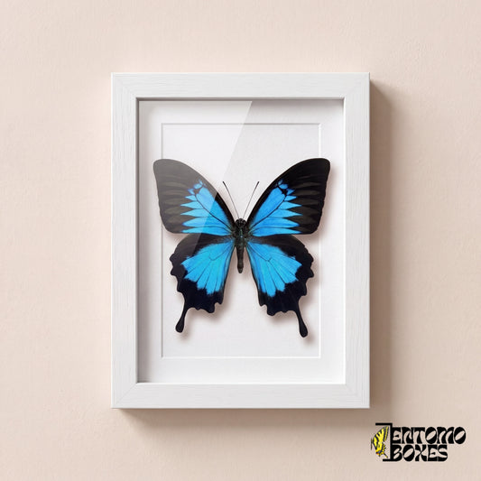 Papillon Ulysse (Papilio ulysses) aux ailes bleu électrique dans un cadre vitrine blanc, vue de face