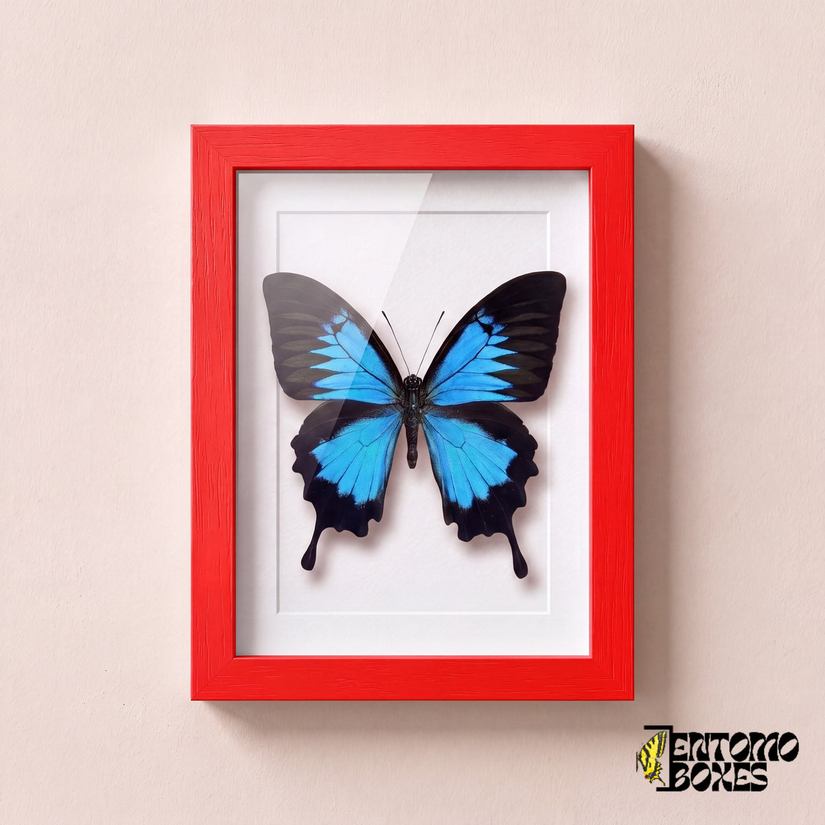 Papillon Ulysse (Papilio ulysses) dans un cadre vitrine rouge, vue de face