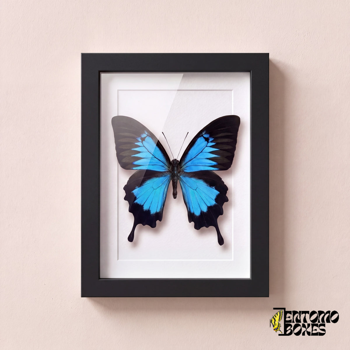 Papillon Ulysse (Papilio ulysses) dans un cadre vitrine noir, vue de face