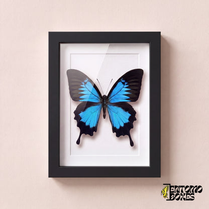 Papillon Ulysse (Papilio ulysses) dans un cadre vitrine noir, vue de face