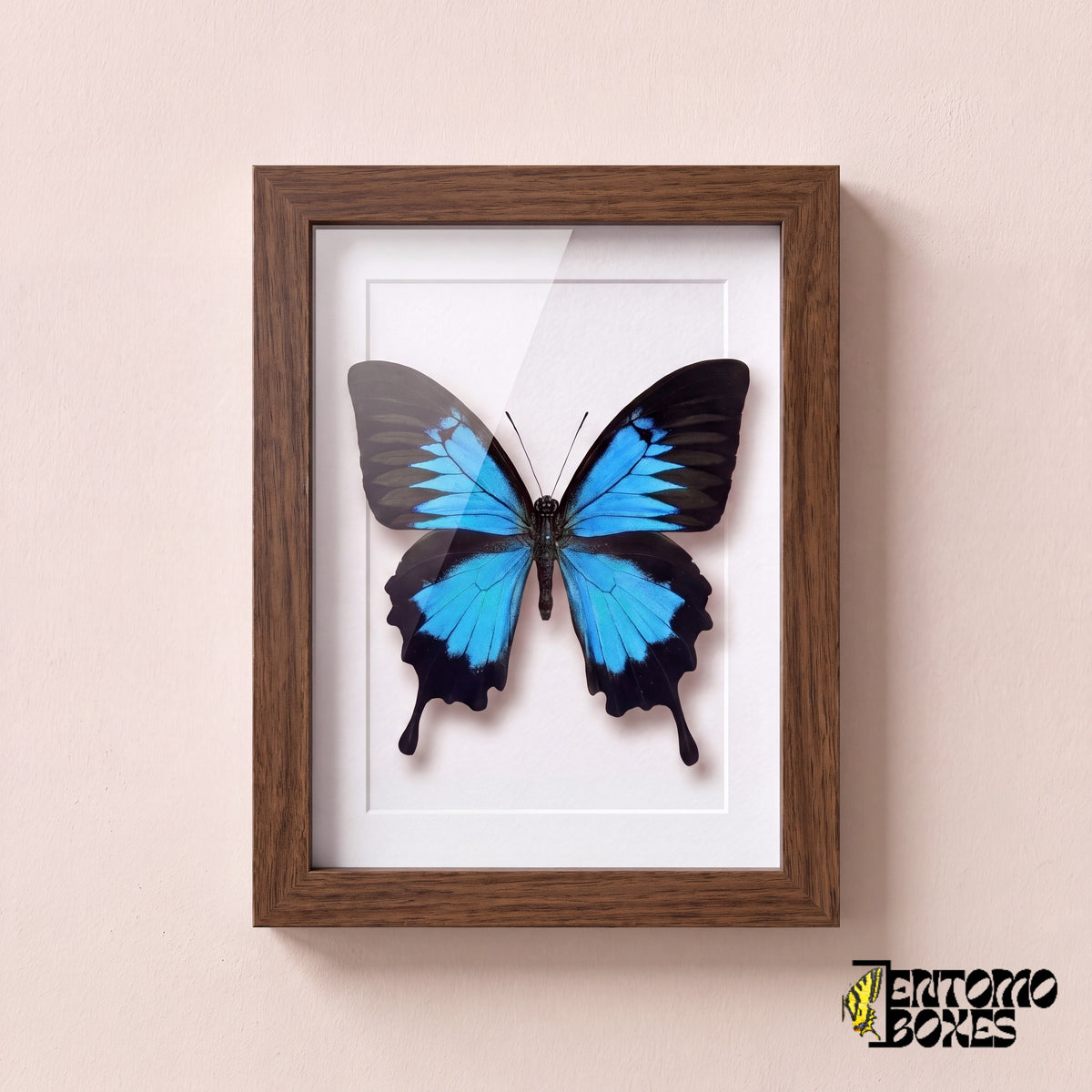 Papillon Ulysse (Papilio ulysses) dans un cadre vitrine bois foncé, vue de face
