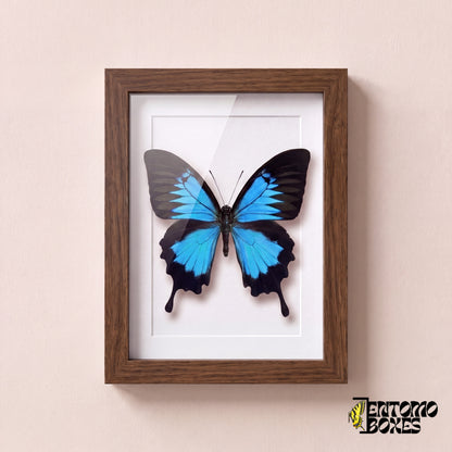Papillon Ulysse (Papilio ulysses) dans un cadre vitrine bois foncé, vue de face