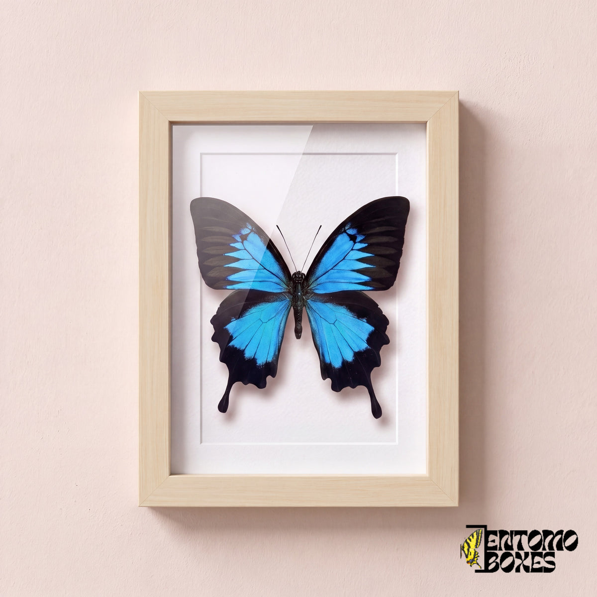 Papillon Ulysse (Papilio ulysses) dans un cadre vitrine bois clair, vue de face