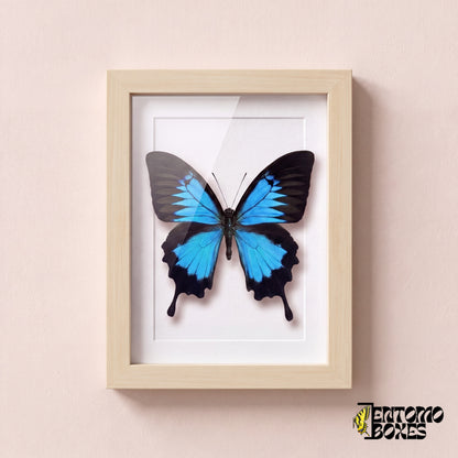 Papillon Ulysse (Papilio ulysses) dans un cadre vitrine bois clair, vue de face