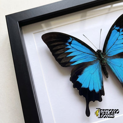 Gros plan sur l'aile bleu électrique et noire et la queue noire de Papilio ulysses derrière le plexiglas dans un cadre noir