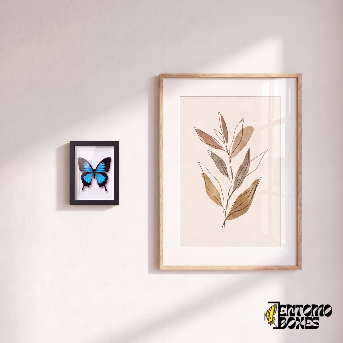 Petit papillon Ulysse encadré accroché au mur à côté d'une affiche botanique